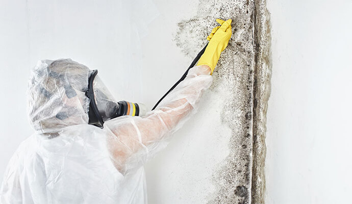 Mold inspection by professional