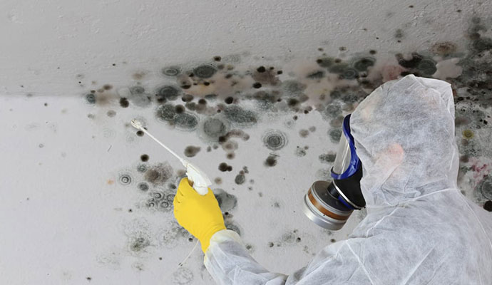 Professional is cleaning mold