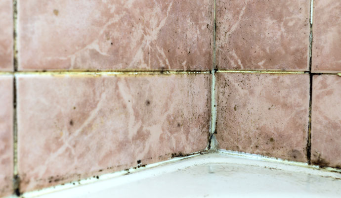 How to Remove Black Mold From Shower