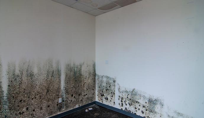 Visible mold on wall