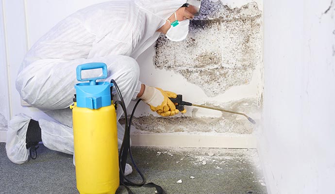 Mold remediation service