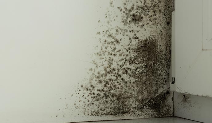 Visible black mold on wall