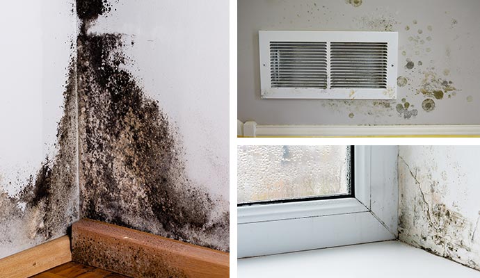 Different types of mold