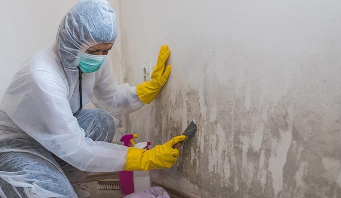 Professional mold remediation service