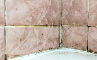 How to remove black mold from shower