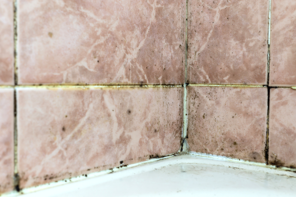 How to remove black mold from shower